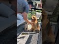 Dog teaches puppy how to high-five #goldenretriever #dog