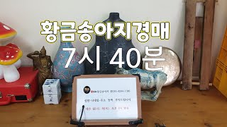 #황금송아지_010_4204_1386 👈클릭 잡화.유튜브실시간라이브 경매.옥션.판매.수집.옛날물건.세상만물