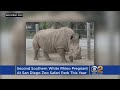 Second White Rhino Impregnated Through Artificial Insemination At San Diego Zoo