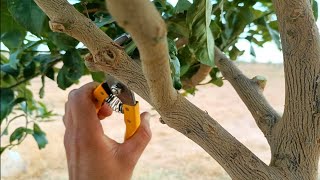 طريقة تقليم شجرة الليمون ... موعد تقليم أشجار الحمضيات🌳& Lemon tree pruning method