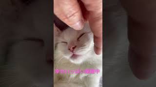 【子猫動画】子猫のへそ天　可愛くて起こしたくなるw　#shorts