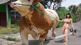 Super Cute British White Cattle | Farm Tour in Minnesota