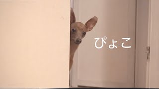 飼い主の仕事中に、子鹿犬が毎晩しているイタズラがかわいすぎ【ミニピン／元保護犬】