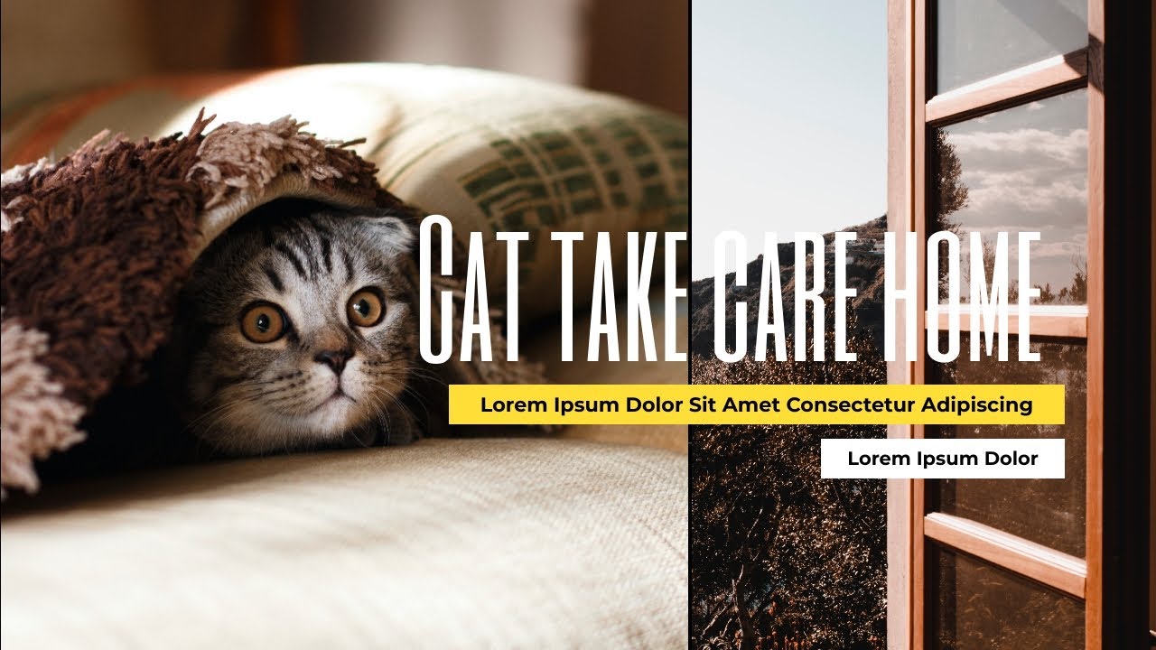 Home Cat Care Tips Housepetscare