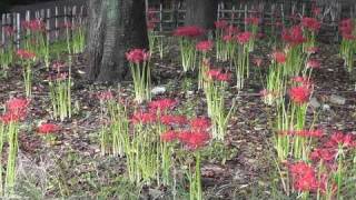 彼岸花（東村山中央公園）