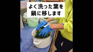 葉脈標本の下準備