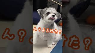 【催眠術】愛犬に催眠術かけてみた【マルチーズ×狆(まるちん)】#犬のいる生活 #このポンポンはなに#shorts