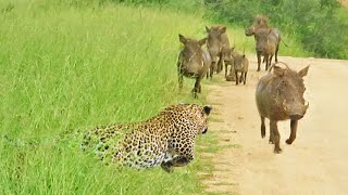 WARTHOGS WALK RIGHT INTO LEOPARD