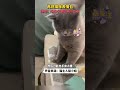 主人跟猫咪玩游戏，气的它再现表情包 萌宠 funny 猫 animals