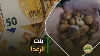 الواحدة منه ب120 ألف يورو!  عشق الخليج الأول وفي مصر اسمه الترفاس: إيه سر  الفقع وليه الكل بيستناه؟