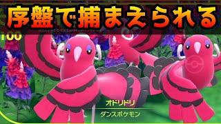 最終的に色んなタイプが使える優秀ポケモン「オドリドリ」出現場所（ポケモンSV）【ポケットモンスターバイオレット】