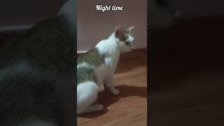 இதே வேலை தான்🤣 #viral #cat #reels #funny #comedy #shorts #trending #tamil #tiktok #pets #youtube #yt