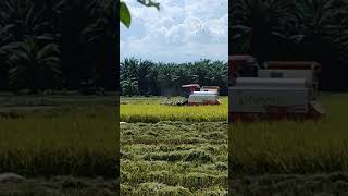 Ganito na Ang pag harvest ng palay.