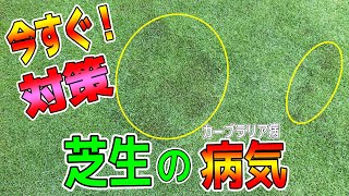 【芝生の病気】緊急対策！皆さん気を付けて！今週、カーブラリア葉枯病が発生しやすいです！