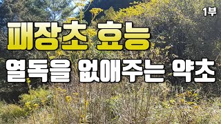 열독 병증의 열을 내려주는 약초 / 패장초 1부