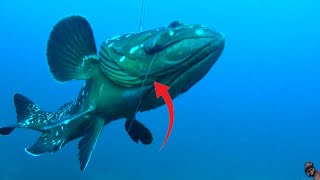 Pescasub: Cernia Bruna con brutta sorpesa dopo lo sparo 😱! Sardegna #spearfishing  #gopro