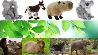 【幼児向け】動物 クイズ 図鑑 象 オカピ カピパラ コアラ  しってるかな？(知育 1歳 2歳 3歳 4歳 子供向け ぞうさん)