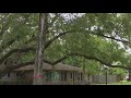 Hedwig Village residents desperate to save age old Oak Tree, developer plans to tear it down