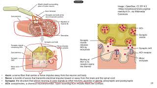 Comprehensive ATI TEAS Science Review Lecture_Muscular system 2_Neuromuscular junction/practice