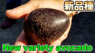 Avocado, a new variety from Ehime prefecture called \