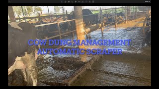 Cow dung management with automatic scraper | Part 1 | New technology | Dairy knowledge | Diary farm.