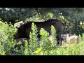 動物　 ヒガシクロサイ　 eastern black rhinoceros よこはま動物園ズーラシア　2022. 9.10