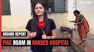 Nanded Hospital: Pigs Roam, Hygiene Issues In Maharashtra Hospital Where 31 Died In 48 Hours