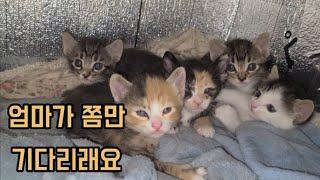 어미가 없는동안 조용히 기다리는 아기고양이들-돌보는 길냥이들