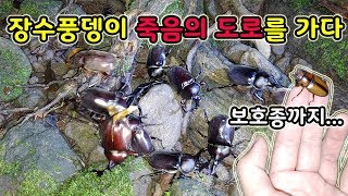 매일 밤 수천마리 곤충이 죽어가는 죽음의 도로, 보호종 두점박이 사슴벌레까지 로드킬?