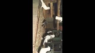 എന്റെ പ്രാവുകൾ pigeons ( ente pravukal )  Epc - 2