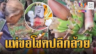 นึกว่าตาย ต้นกล้วยตาย มีปลีโผล่ออกมากลางลำ | ข่าวอรุณอมรินทร์ | 10/6/67