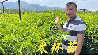 【老林赶野】網友都想種植奇楠大杯苗，給大家看看棵棵都有香口的流油王品種