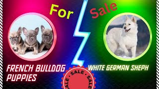 french bull dog puppy & On heat white German female for sale | #healthinsurance #carehealthinsurance