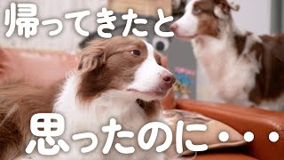 大好きなお兄ちゃんが帰ってきてすぐ出かけてしまって絶望的に落ち込む犬が切ない・・・