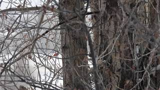 Black-Capped Chickadee Fee-bee Call (aka cheeseburger)