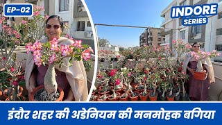 इंदौर शहर की अडेनियम ये मनमोहक बगिया आपको हैरान कर देगी Adenium Garden Tour EP-02