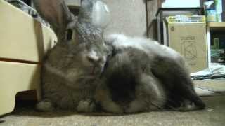 Friendly Rabbit　 仲良し うさぎ。