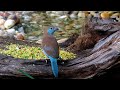 Bird aviary : releasing new birds Red cheek cordon bleu ( Uraeginthus bengalus )