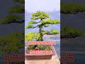 金针那须 五针松 bonsaitree tree bonsailovers bonsaigarden