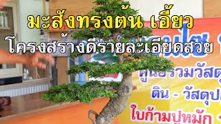 Bonsai Station [Workshop Station] EP.81 มะสังตัดแต่งต้นใหญ่