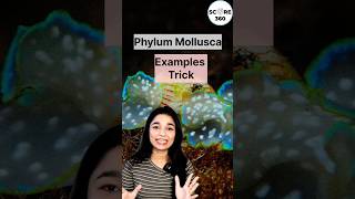 Phylum Mollusca examples Trick | NCERT RAPID 🔥 REVISION Animal Kingdom class 11 | NEET 2025 #neet