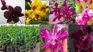 Review Anggrek Dendrobium Super Cantik \u0026 Harga Sangat Ekonomis Cuma 27.500rb