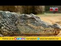 babiya crocodile ಎರಡು ತಲೆ ಮಾರು.. ನೂರಾರು ಸತ್ಯಕಥೆ.. ಬಬಿಯಾ ಮಹಿಮೆ ಏನು ಗೊತ್ತಾ.. .. karnataka tv