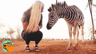 Baby Zebra Is Stuck To Mom’s Side Like Glue! | Cuddle Buddies