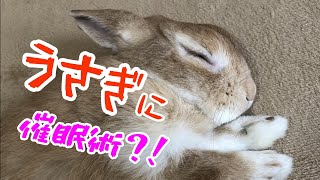 催眠術をかけられるうさぎさんがこちらです！！