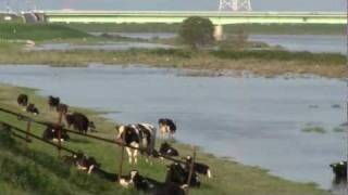 2011.9.23 茨城県河内町 台風15号による利根川増水中の放牧風景