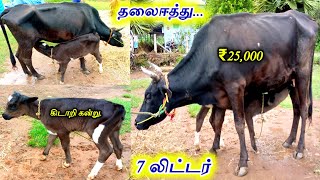 மிகக் குறைந்த விலையில் தரமான பால் மாடு விற்பனை || Thirumbi paar