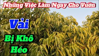 Chăm Sóc Vải, Hãy Lưu Ý Vải Bị Khô Héo Thiếu Nước Hỏng Cây.