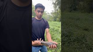 Ikan lele predator penghuni rawa