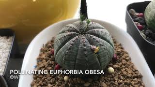 Pollinating #Euphorbia #Obesa